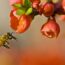24/5/24 – Salvare le api; l’overshoot day; JJ4 in Germania
